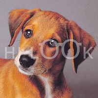 Hi-Look Microfiber Cleaning Cloth, dog design - Beagle Dachshund Mix