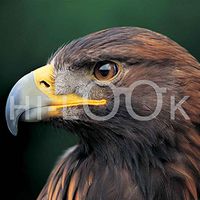 Hi-Look Microfiber Cleaning Cloth - Eagle