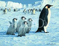 Hi-Look Microfiber Cleaning Cloth - Daycare - Penguins