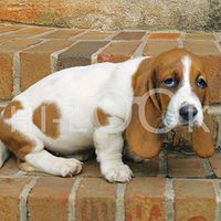 Hi-Look Microfiber Cleaning Cloth, dog design - Bassett Hound