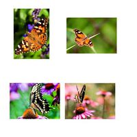 Butterfly Note Card Assortment - 12 Cards and Envelopes