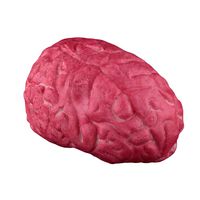 smallwoodi Halloween Decoration Props Scary Bloody Fake Hand Foot Finger Brain Heart Horror Props Broken Hand Broken Limbs Whole Blood Hand Blood Foot Prosthetic Intimidation 5#