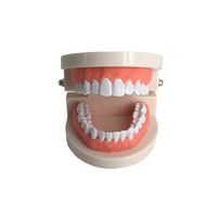 Standard Teeth Model, YOUYA DENTAL Kids Dental Teaching Study Supplies Adult Standard Typodont Demonstration Teeth Model