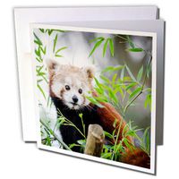 3dRose Red Asia Panda Bear in The Free Nature Wildlife Greeting Card (gc_254188_5)