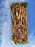 American Wild Fresh Ginseng Appalachian Mountain PANAX 100% Natural Organic Fresh Wild Ginseng Root 2.5 Oz Pack (10~15 Years Old, Approximately 35pcs) King of Saponin!