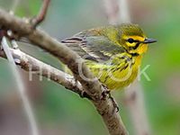 Hi-Look Microfiber Cleaning Cloth, bird design - Prairie Warbler