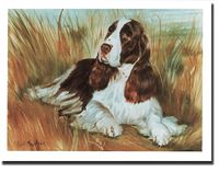 Springer Spaniel Lying in Grass Notecards