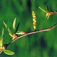 Dr Bach Hornbeam Bach Flower Remedy 10ml