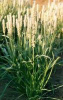 Psyllium Seed BlondWhole - Plantago ovata (454g = One Pound) Brand: Herbies Herbs