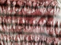 Fleece Solid Azalea Pink 58 Inch Fabric by The Yard (F.E.Â