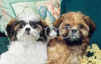 Hi-Look Microfiber Cleaning Cloth, dog design - Shitzu