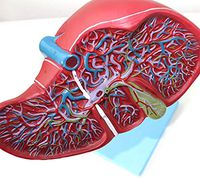 LXX Modelo anatomico del higado humano - Modelo del sistema digestivo intrahepatico extrahepatico de la Vesicula biliar del conducto biliar - ayuda de capacitacion Medica educativa