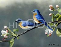 Hi-Look Microfiber Cleaning Cloth - Bluebirds and Blossoms