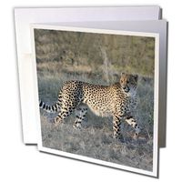 3dRose South African Cheetah trotting side view - Greeting Cards, 6 x 6 inches, set of 12 (gc_20112_2)