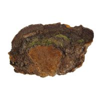 Changbai Mountains Wild Phellinus Pini Best Wild Fungus 500g