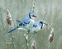 Hi-Look Microfiber Cleaning Cloth - Blue Jay and Sumac