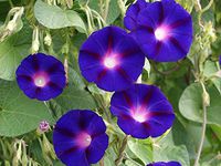 Grandpa OTT Morning Glory Purple Flower Annual Vine bin178 (2 oz, or 1600 Seeds)