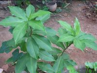 Fresh Leaves - Insulin Plant (Costus Igneus) (150 Leaves)