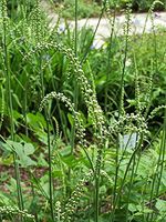 1 Starter Potted Plant of Cimicifuga racemosa, Black Cohosh (Bugbane)
