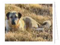 Anatolian Shephard Note Cards- Set of 6 with Envelopes by Doggylips