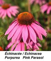 echinacea Pink Parasol Orange Tall Large + Biggest of All hybrida 25 Seed + Gift