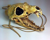 Aztec Death Whistle - Carnivore