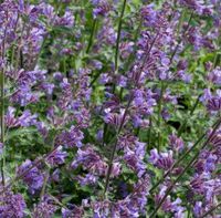 Catnip 100% Pure Essential Oil 20ml