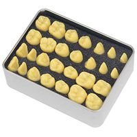 LXX Human Teeth Anatomical Model,Resin Teaching Model Adult Oral Standard Carving Teeth Zoom in 2 Times Medical Educational Training Aid, Science Kits