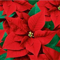 Christmas Paper Luncheon Napkins 2 X 20pcs 13"x13" Red Poinsettia