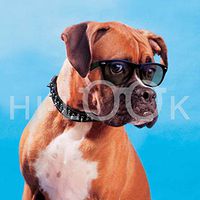 Hi-Look Microfiber Cleaning Cloth, dog design - Boxer