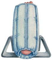 Universal Leg Stabilizer Standard