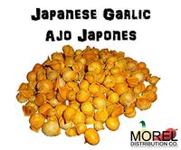 Japanese Garlic//AJO Japones (100% Natural!!) Different Weights: (1 Lb, 2 Lbs, 5 Lbs, 10 Lbs, and 20 Lbs) (20 Lbs)