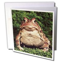3dRose American Toad - NA02 DNO0124 - David Northcott - Greeting Cards, 6 x 6 inches, set of 12 (gc_83812_2)
