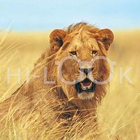 Hi-Look Microfiber Cleaning Cloth - Lion