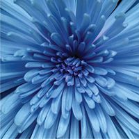 Luxuriousness Decoupage Paper Luncheon Napkins 2 X 20pcs 13"x13" Blue Chrysanthemum Flower