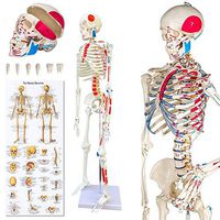 NACHEN Human Torso Skeleton Model Skeleton Model Human Anatomy Model 85cm Removable Arms and Legs Model for Teaching Learning Resources