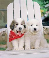 Hi-Look Microfiber Cleaning Cloth, dog design - Great Pyrenees