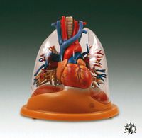 Hypoguard Assure 4 Blood Glucose Monitoring System - Blood Glucose Meter - Model 560001 - Each