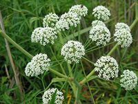 200 Seeds Female Ginseng Dong Quai Chinese Angelica Sinensis Herb Garden tksilver