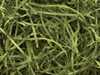 Olive Veryfine Cut™ Paper Shred 10 lb Box ~ Spring-fillÂ Shred - WRAPS-SP10OL