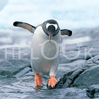 Hi-Look Microfiber Cleaning Cloth - Penguin