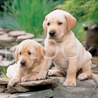 Hi-Look Microfiber Cleaning Cloth, dog design - Yellow Lab