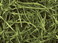 12oz Olive Green VERYFINE Fine Cut Gift Basket Shred Paper Grass Filler Bedding