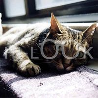 Hi-Look Microfiber Cleaning Cloth, cat design - Hannah