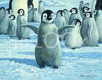 Hi-Look Microfiber Cleaning Cloth - Emperor Chicks - Penguins