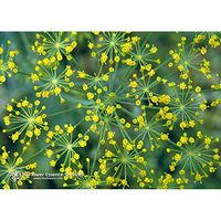 Flower Essence Services Supplement Dropper, Dill, 0.25 Ounce