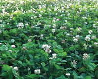 White Clover Seeds, Nitro-Coated and Inoculated, 1 Pound
