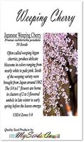 Big Pack - (50) Japanese Weeping Cherry Tree Seed - Prunus subhirtella pendula Seeds - by MySeeds.Co (Big Pack - Weeping Cherry)