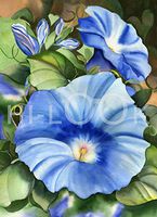 Hi-Look Microfiber Cleaning Cloth - Morning Glory