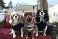 Hi-Look Microfiber Cleaning Cloth - ollie, lily and franklin